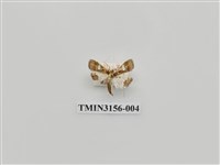 藏品(螟蛾314)的圖片